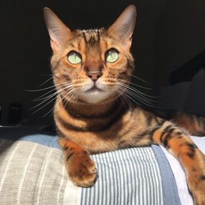 Meet your Posher, Sydney